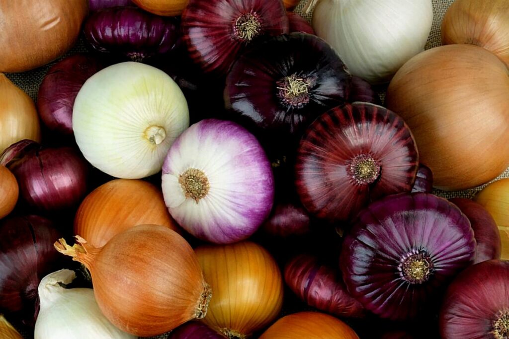 Variety of Onions